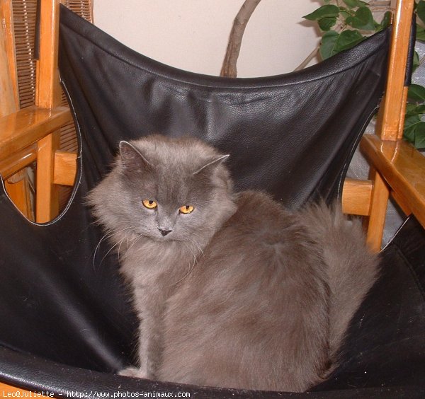 Photo de Chartreux