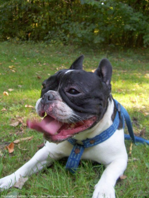 Photo de Bouledogue franais