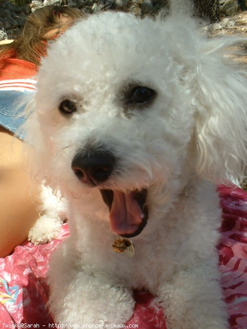 Photo de Bichon  poil fris