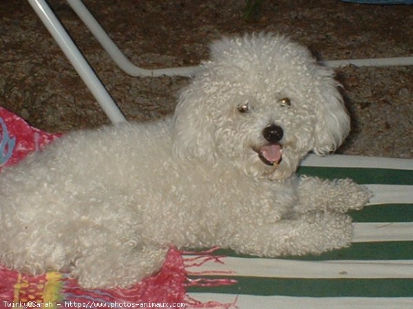 Photo de Bichon  poil fris