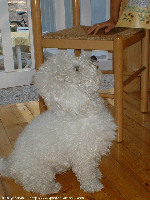 Photo de Bichon  poil fris