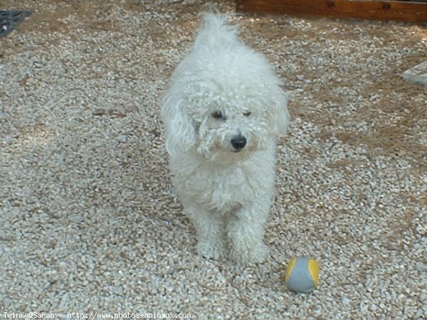 Photo de Bichon  poil fris