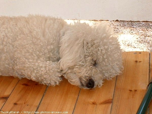 Photo de Bichon  poil fris