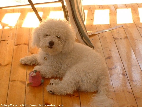 Photo de Bichon  poil fris