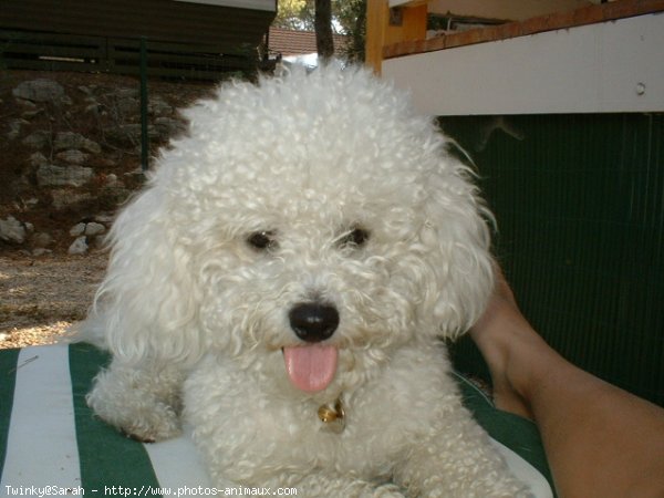 Photo de Bichon  poil fris