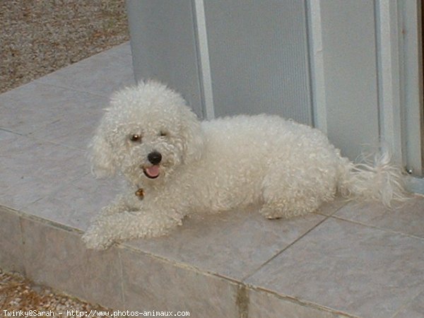 Photo de Bichon  poil fris