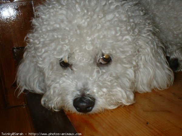 Photo de Bichon  poil fris