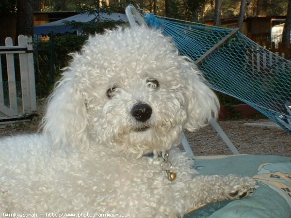 Photo de Bichon  poil fris