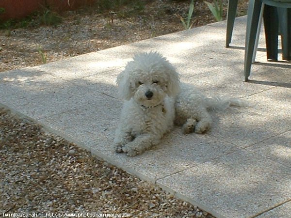 Photo de Bichon  poil fris