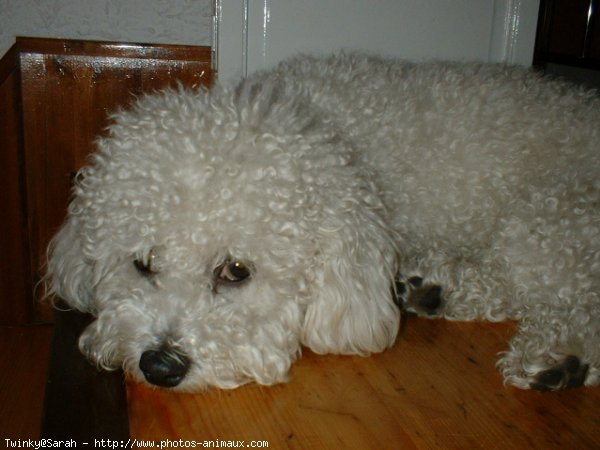 Photo de Bichon  poil fris