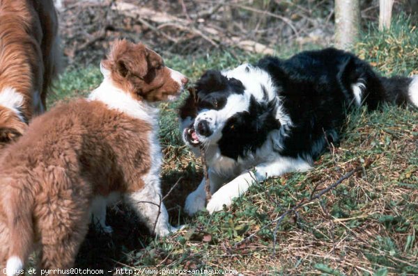 Photo de Border collie