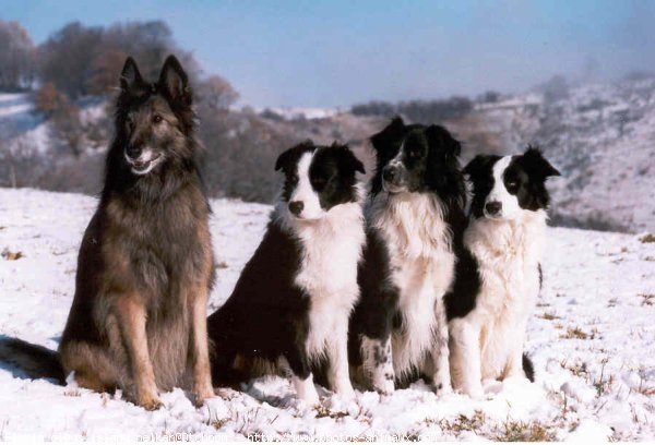 Photo de Border collie