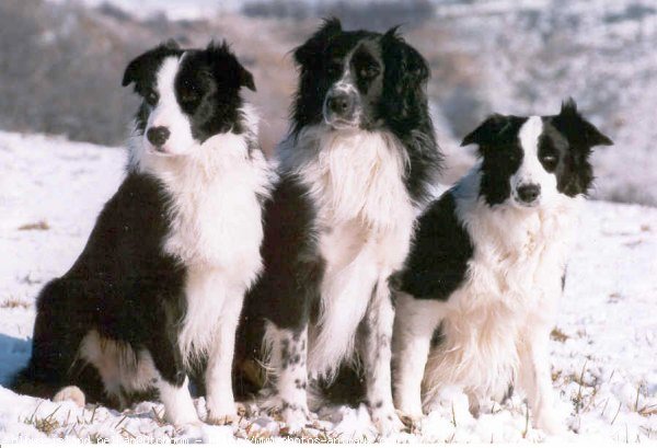 Photo de Border collie