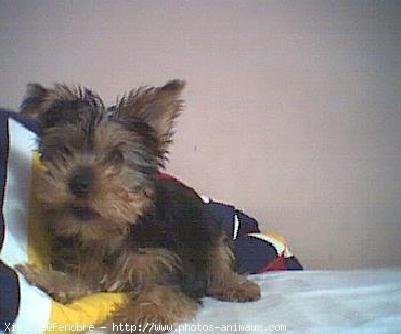 Photo de Yorkshire terrier