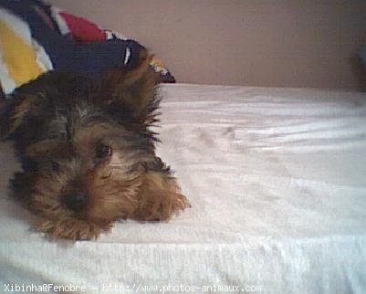 Photo de Yorkshire terrier