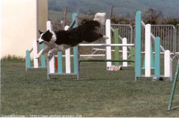 Photo de Border collie