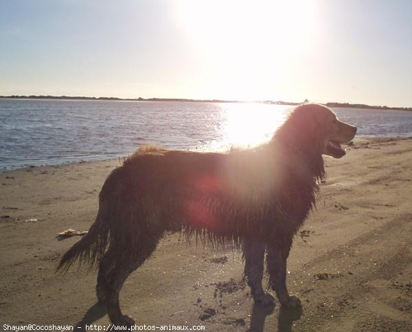 Photo de Golden retriever