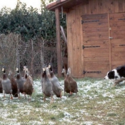 Photo de Border collie