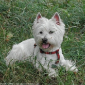 Photo de West highland white terrier