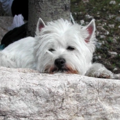 Photo de West highland white terrier