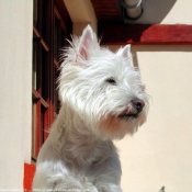 Photo de West highland white terrier