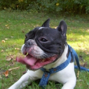 Photo de Bouledogue franais