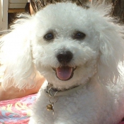 Photo de Bichon  poil fris