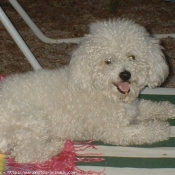 Photo de Bichon  poil fris