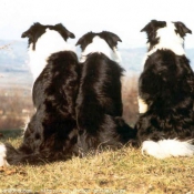 Photo de Border collie