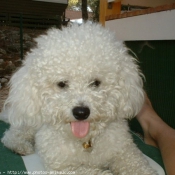 Photo de Bichon  poil fris