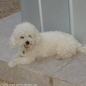 Photo de Bichon  poil fris