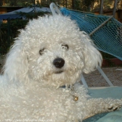 Photo de Bichon  poil fris