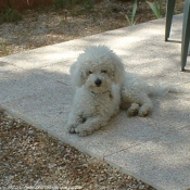 Photo de Bichon  poil fris