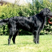 Photo de Retriever  poil plat