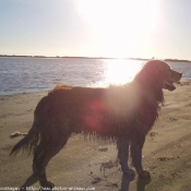 Photo de Golden retriever