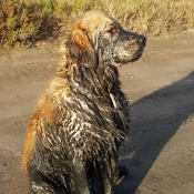 Photo de Golden retriever