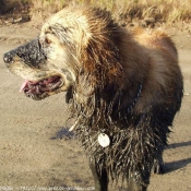 Photo de Golden retriever