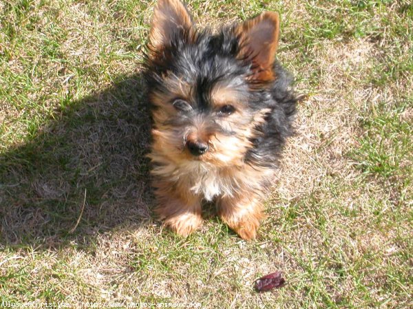 Photo de Yorkshire terrier