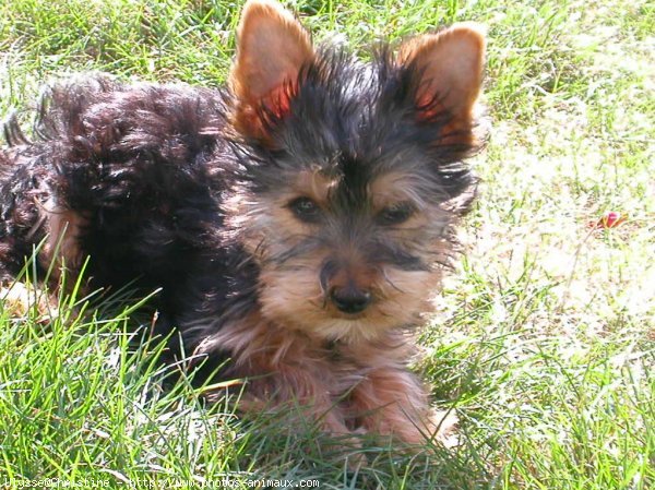 Photo de Yorkshire terrier