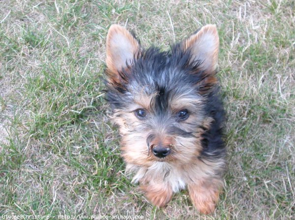 Photo de Yorkshire terrier