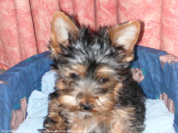 Photo de Yorkshire terrier