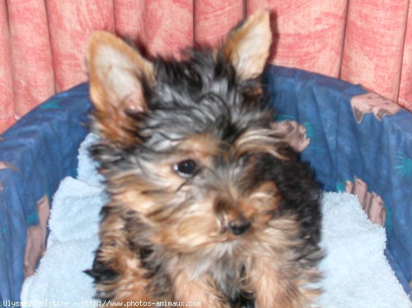 Photo de Yorkshire terrier