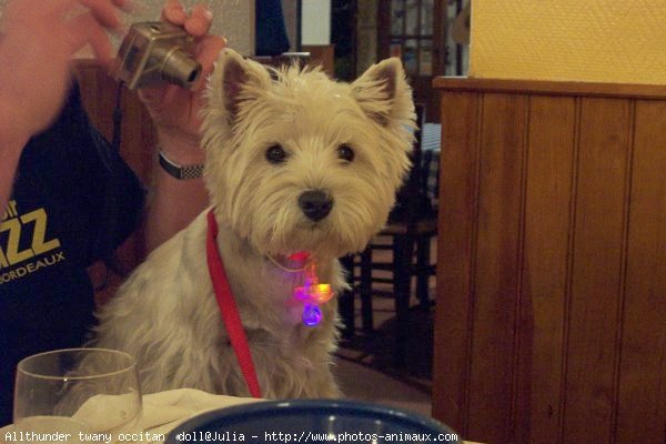 Photo de West highland white terrier