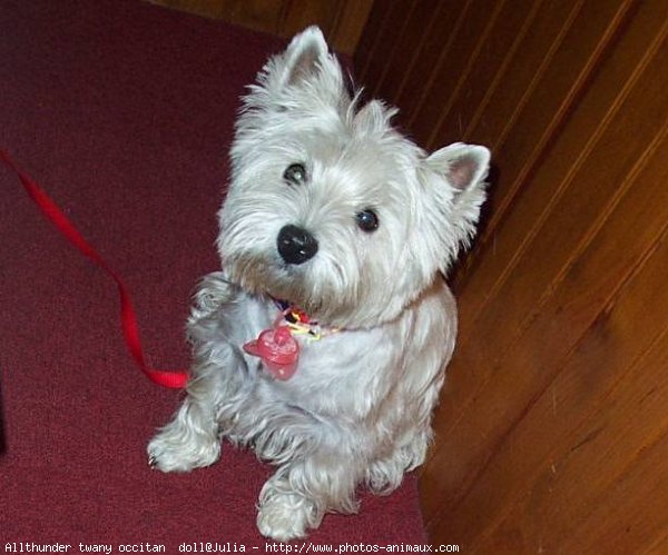 Photo de West highland white terrier