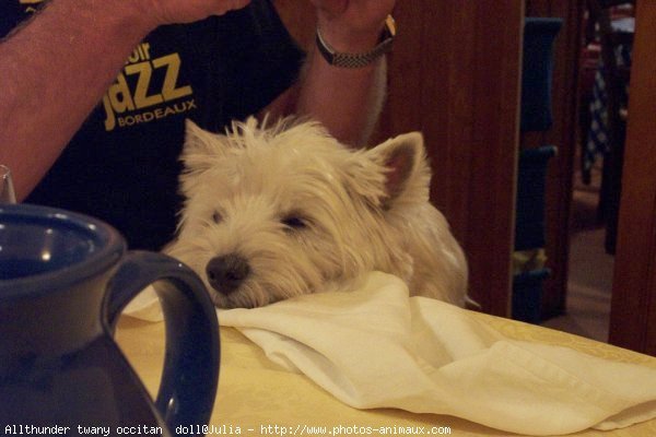 Photo de West highland white terrier