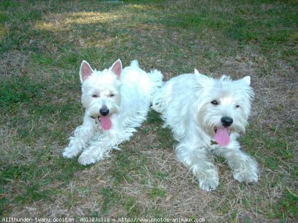 Photo de West highland white terrier