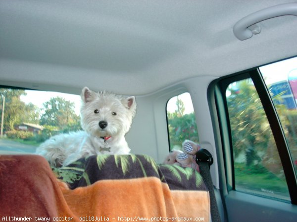 Photo de West highland white terrier