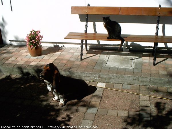 Photo de Races diffrentes