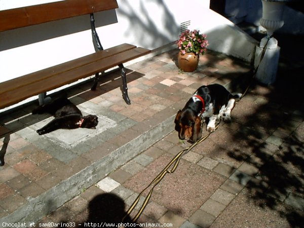 Photo de Races diffrentes