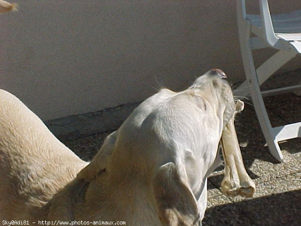 Photo de Labrador retriever